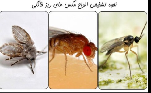 تحقیق درباره انواع مگس