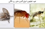 تحقیق درباره انواع مگس