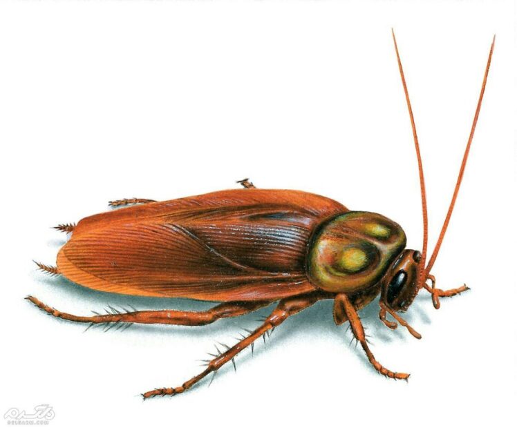 مبارزه با سوسک